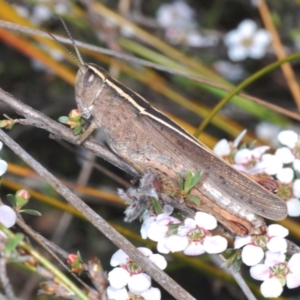 Apotropis tricarinata at O'Connor, ACT - 3 Oct 2023