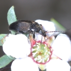 Neocistela ovalis (Comb-clawed beetle) at Point 83 - 3 Oct 2023 by Harrisi