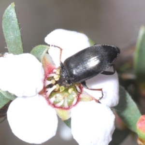 Neocistela ovalis at Canberra Central, ACT - 3 Oct 2023 04:07 PM