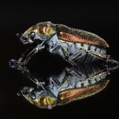 Diphucephala sp. (genus) at Wellington Point, QLD - suppressed