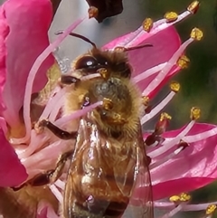 Apis mellifera (European honey bee) at Namadgi National Park - 30 Aug 2023 by UserBiZvQDJI