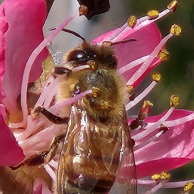 Apis mellifera (European honey bee) at Rendezvous Creek, ACT - 30 Aug 2023 by sascha