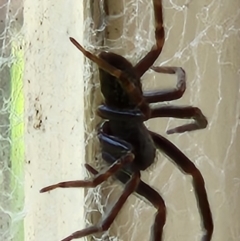 Badumna sp. (genus) (Lattice-web spider) at Mount Fairy, NSW - 25 Oct 2022 by sascha