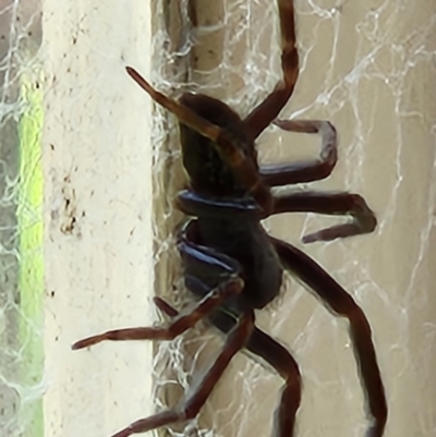 Badumna sp. (genus) (Lattice-web spider) at Mount Fairy, NSW - 24 Oct 2022 by UserBiZvQDJI