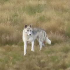 Canis lupus (Dingo / Wild Dog) at Kosciuszko National Park - 26 Sep 2023 by RobParnell