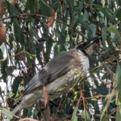 Philemon corniculatus (Noisy Friarbird) at Phillip, ACT - 4 Oct 2023 by stofbrew