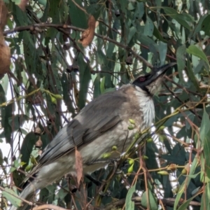 Philemon corniculatus at Phillip, ACT - 5 Oct 2023