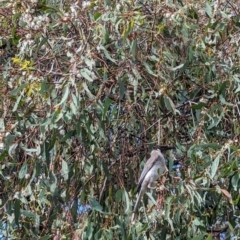 Philemon corniculatus at Phillip, ACT - 5 Oct 2023