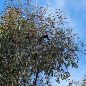 Philemon corniculatus at Phillip, ACT - 5 Oct 2023