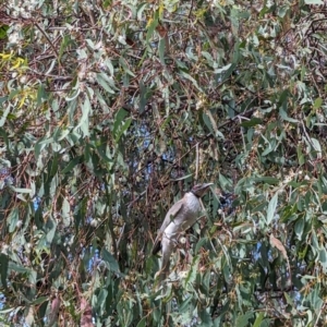 Philemon corniculatus at Phillip, ACT - 5 Oct 2023