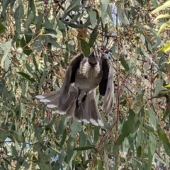 Philemon corniculatus at Phillip, ACT - 5 Oct 2023