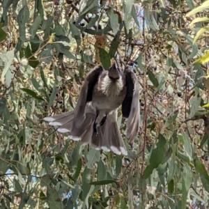 Philemon corniculatus at Phillip, ACT - 5 Oct 2023