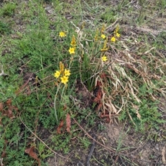 Bulbine bulbosa (Golden Lily, Bulbine Lily) at Yarramundi Grassland
 - 27 Sep 2023 by stofbrew