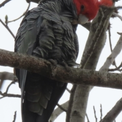 Callocephalon fimbriatum (Gang-gang Cockatoo) at Narrabundah, ACT - 4 Sep 2023 by RobParnell