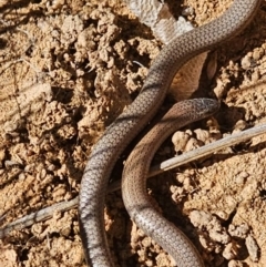 Aprasia parapulchella (Pink-tailed Worm-lizard) at Ginninderry Conservation Corridor - 29 Sep 2023 by Ange