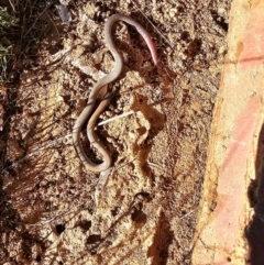 Aprasia parapulchella at Strathnairn, ACT - suppressed