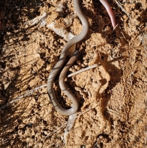 Aprasia parapulchella at Strathnairn, ACT - suppressed