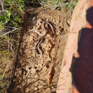 Aprasia parapulchella at Strathnairn, ACT - suppressed