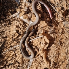 Aprasia parapulchella at Strathnairn, ACT - suppressed