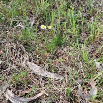 Calotis anthemoides (Chamomile Burr-daisy) at Fadden, ACT - 4 Oct 2023 by LPadg