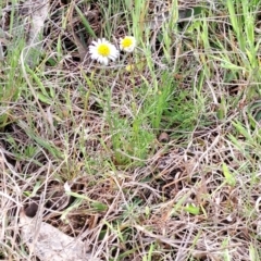 Calotis anthemoides at Fadden, ACT - 5 Oct 2023