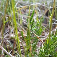 Calotis anthemoides at Fadden, ACT - 5 Oct 2023