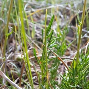 Calotis anthemoides at Fadden, ACT - 5 Oct 2023