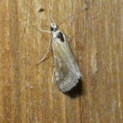 Hellula undalis (Cabbage Webworm) at Charleys Forest, NSW - 4 Oct 2023 by arjay