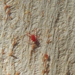 Trombidiidae (family) (Red velvet mite) at Conder, ACT - 18 Apr 2023 by MichaelBedingfield