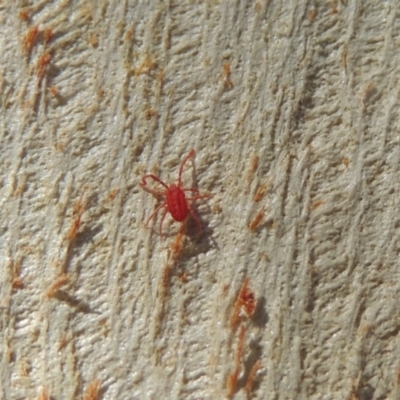 Trombidiidae (family) (Red velvet mite) at Pollinator-friendly garden Conder - 18 Apr 2023 by michaelb