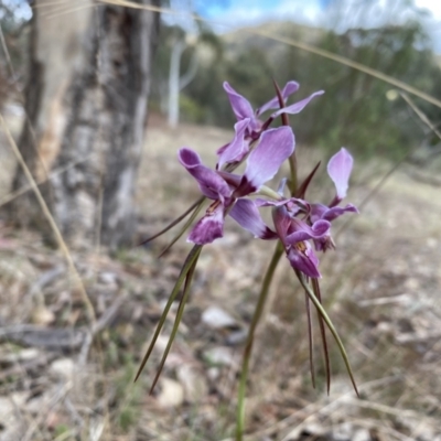 Diuris punctata var. punctata (Purple Donkey Orchid) at Theodore, ACT - 4 Oct 2023 by Shazw