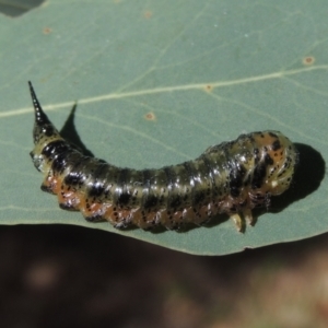 Pterygophorus sp. (genus) at Conder, ACT - 19 Apr 2023