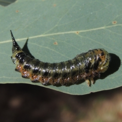 Pterygophorus sp. (genus) (Long-tailed Sawfly) at Pollinator-friendly garden Conder - 19 Apr 2023 by michaelb