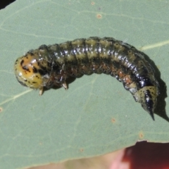 Pterygophorus sp. (genus) at Conder, ACT - 19 Apr 2023