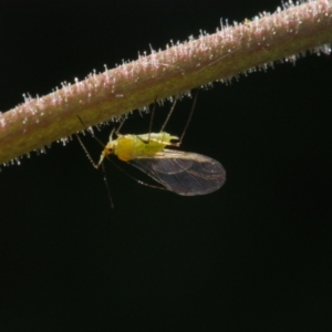 Aphididae (family) at Chapman, ACT - 26 Sep 2023