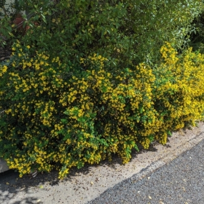Genista monspessulana (Cape Broom, Montpellier Broom) at Florey, ACT - 5 Oct 2023 by rbannister