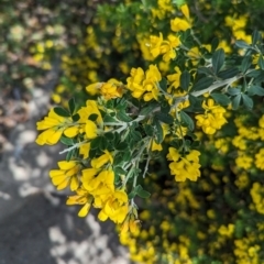 Genista monspessulana at Florey, ACT - 5 Oct 2023