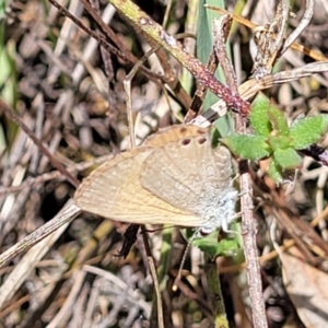 Nacaduba biocellata at Kaleen, ACT - 5 Oct 2023