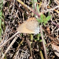 Nacaduba biocellata at Kaleen, ACT - 5 Oct 2023