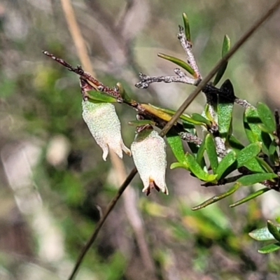 Cryptandra amara (Bitter Cryptandra) at Kaleen, ACT - 5 Oct 2023 by trevorpreston