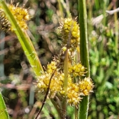 Luzula densiflora (Dense Wood-rush) at Kaleen, ACT - 5 Oct 2023 by trevorpreston