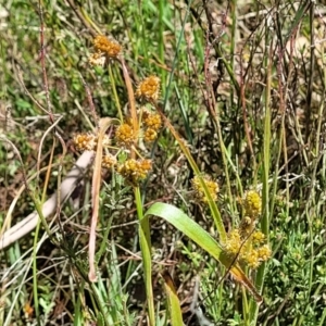 Luzula densiflora at Kaleen, ACT - 5 Oct 2023