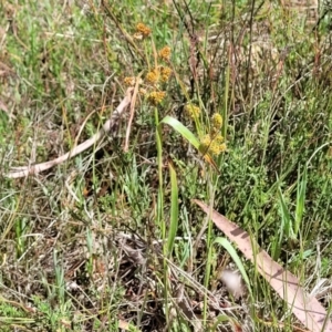 Luzula densiflora at Kaleen, ACT - 5 Oct 2023