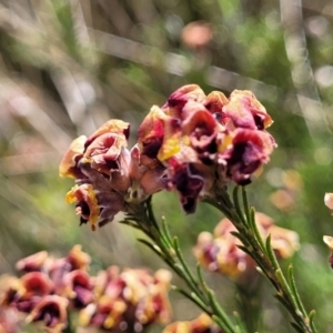 Dillwynia sp. Yetholme (P.C.Jobson 5080) NSW Herbarium at Kaleen, ACT - 5 Oct 2023