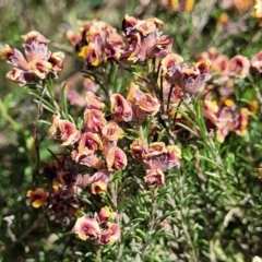 Dillwynia sp. Yetholme (P.C.Jobson 5080) NSW Herbarium at Kaleen, ACT - 5 Oct 2023 12:24 PM