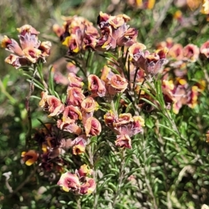 Dillwynia sp. Yetholme (P.C.Jobson 5080) NSW Herbarium at Kaleen, ACT - 5 Oct 2023