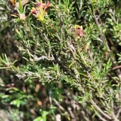 Dillwynia sp. Yetholme (P.C.Jobson 5080) NSW Herbarium at Kaleen, ACT - 5 Oct 2023 12:24 PM