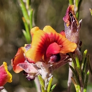 Dillwynia sp. Yetholme (P.C.Jobson 5080) NSW Herbarium at Kaleen, ACT - 5 Oct 2023