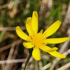 Microseris walteri (Yam Daisy, Murnong) at Gungahlin, ACT - 5 Oct 2023 by trevorpreston