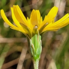 Microseris walteri at Gungahlin, ACT - 5 Oct 2023